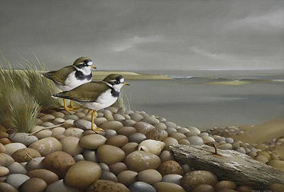 Ringed plovers on a pebble shore