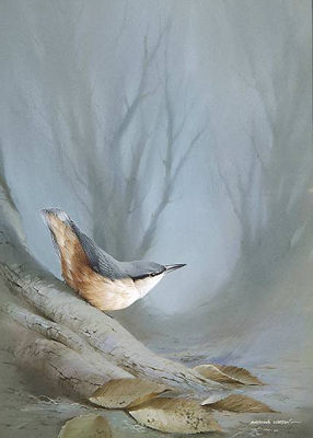 Nuthatch