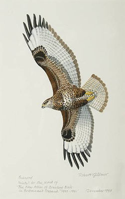 Buzzard by Robert Gillmor - Auction record, sale price, and art valuation. Compare with similar artists and explore comparable artworks.