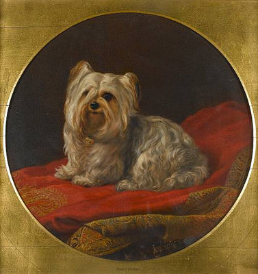A Yorkshire Terrier on a divan