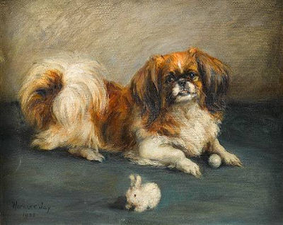 A Pekingese playing with a ball