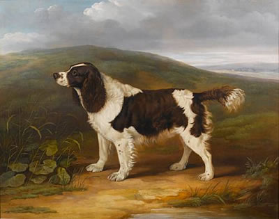 BOUNCE-A LIVER AND WHITE SPANIEL IN A LANDSCAPE