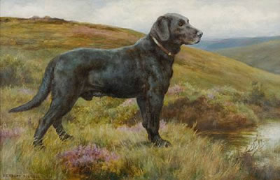OLD BRIDGE BOB; A BLACK LABRADOR RETRIEVER