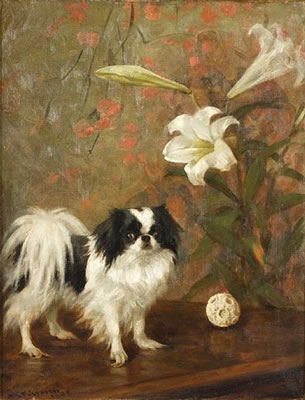JAPANESE CHIN ON A TABLE