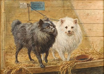 TWO POMERANIANS IN A KENNEL