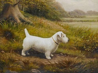 A white Sealyham in a landscape