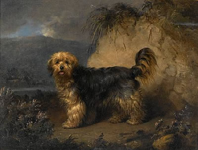 A Bearded Collie in a landscape