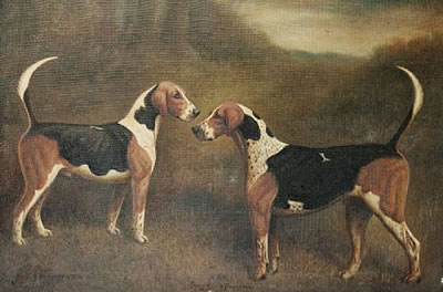 Forger and Foreman, Hounds of The North Staffordshire Hunt