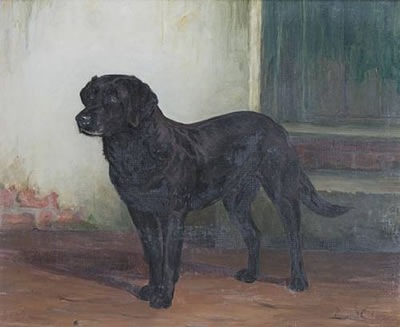 A portrait of a Black Labrador