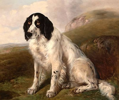 A Spaniel in an extensive landscape