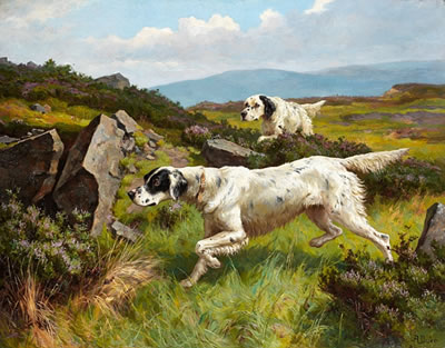 Two Setters working a moor