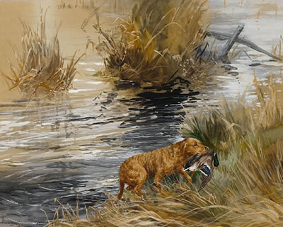 Chesapeake Bay Retriever by Reuben Ward Binks - Auction record, sale price, and art valuation. Compare with similar artists and explore comparable artworks.