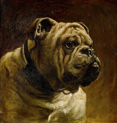 A Bulldog