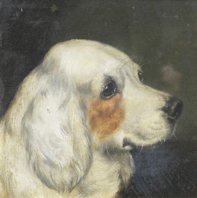 Portrait of a Clumber Spaniel