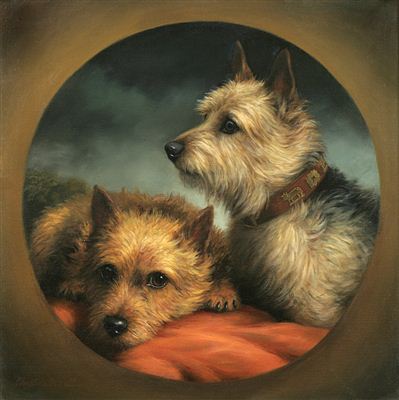 Norwich Terriers