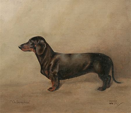 Ch. Seraphina, a Dachshund