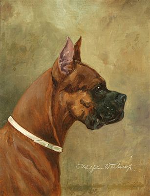 Boxer in profile