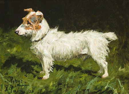 Portrait of Piper, a Jack Russell Terrier