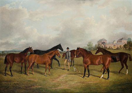 Hunters and groom in a paddock
