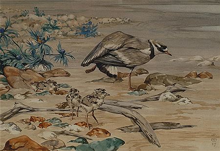 'Ringed Plover and chicks on a beach'