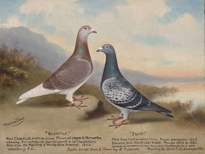 "Expected" and "Porth"- double portrait of racing pigeons by Andrew Beer - Auction record, sale price, and art valuation. Compare with similar artists and explore comparable artworks.