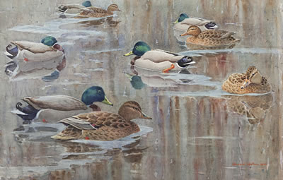 Mallard