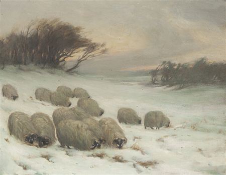 Sheep in winter