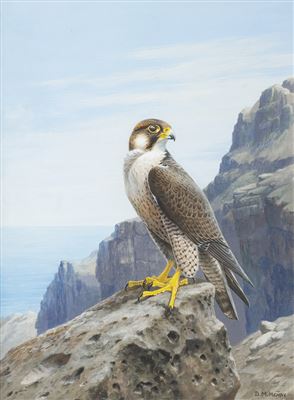 Verde Islands Peregrine by David M Reid-Henry - Auction record, sale price, and art valuation. Compare with similar artists and explore comparable artworks.