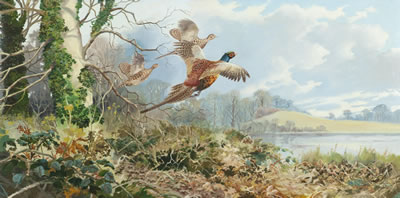 Pheasants Flushed