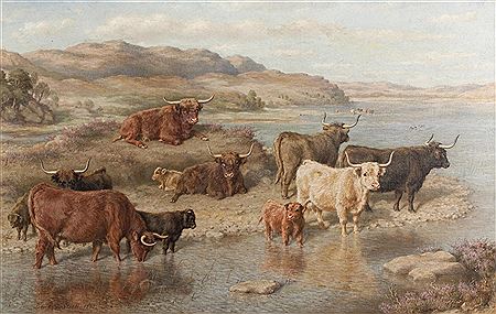 Cattle, Loch Strichen