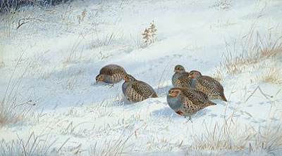 Puffed out with the cold, partridges by Philip Rickman - Auction record, sale price, and art valuation. Compare with similar artists and explore comparable artworks.