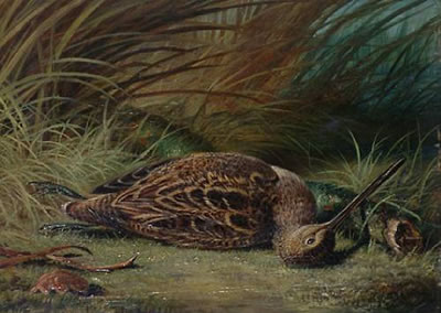 Still life of a snipe