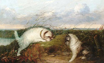 Terriers rabbiting