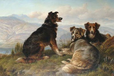 Border Collies in a highland landscape