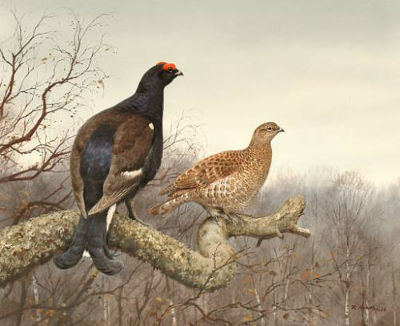Black cock and Grey hen by Roger McPhail - Auction record, sale price, and art valuation. Compare with similar artists and explore comparable artworks.