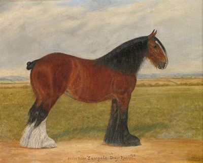 The Shire horse 'Sawgate Dray Rachel'