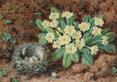 A still life with a bird's nest and primroses