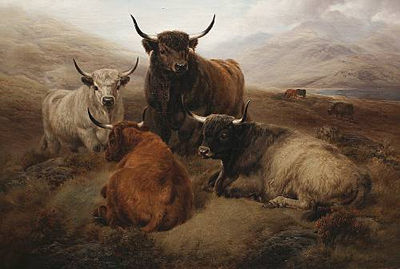 Highland cattle in an open landscape