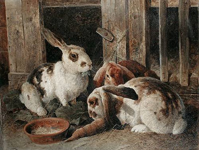 Three rabbits by a hutch