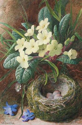 Primroses