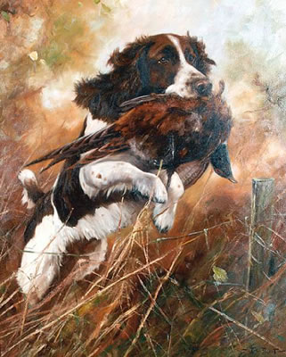 A Springer Spaniel retrieving