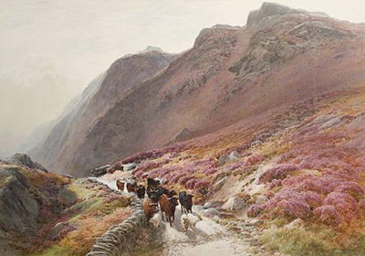 Cattle on a highland path
