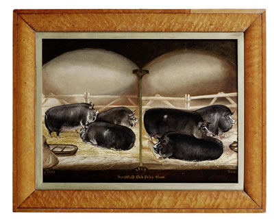 Six prize Berkshire pigs