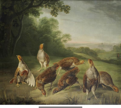 A covey of partridge