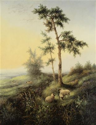 Sheep grazing (2)