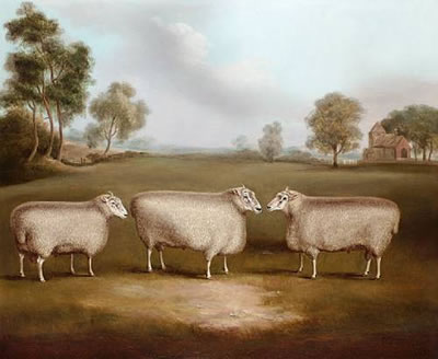 Three prize rams in a landscape
