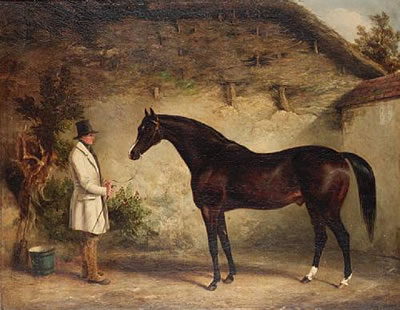 Portrait of the dark bay horse 'Venison', standing with a groom