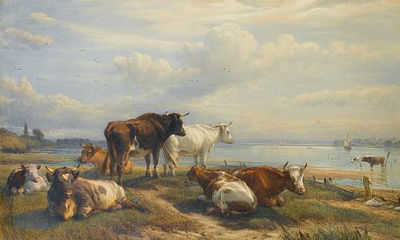Cattle Near Christchurch