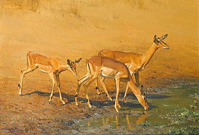 Impalas drinking at a waterhole