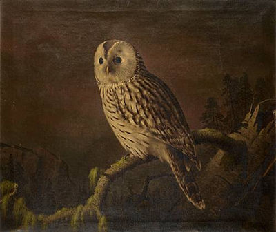 A Ural owl perching on a branch